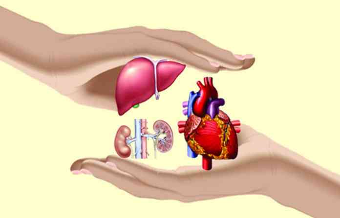 organ-donation