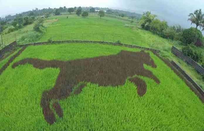 pady-art