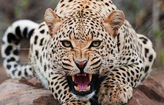 panther-new
