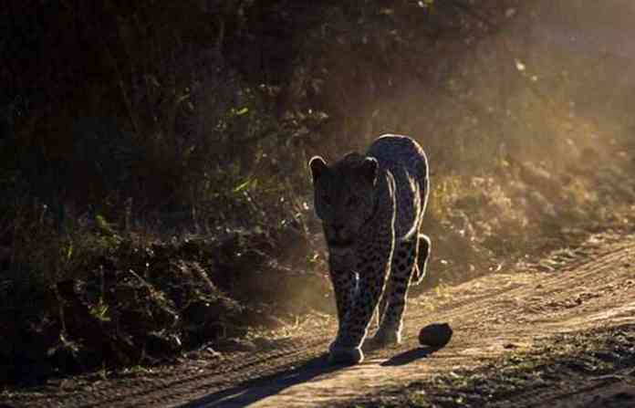 backlit_leopard_jpg