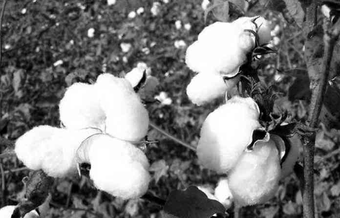 cotton