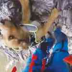 dog-climbing-story_b_28