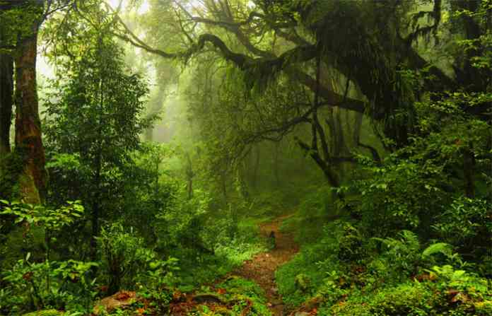forest
