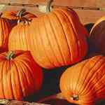 भोपळ्याच्या बियांना सुपरफूड का म्हटले जाते, वाचा सविस्तर