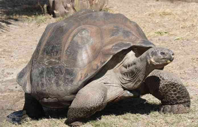 tortoise1