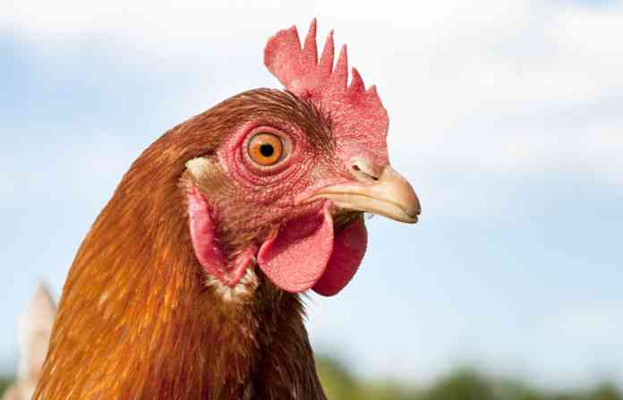 chicken