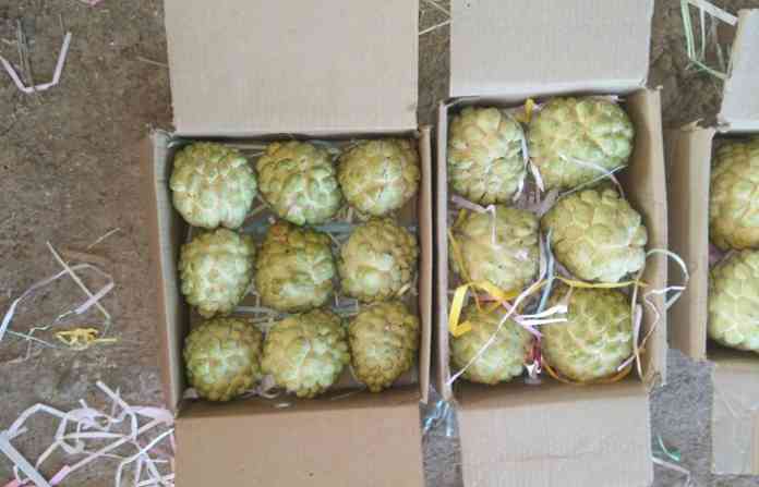 custardapple