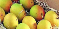 mango-th