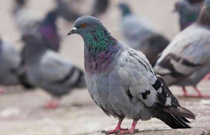pigeon-bird