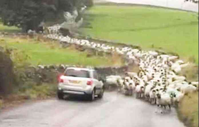 sheep-marathon