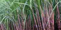 sugarcane-new