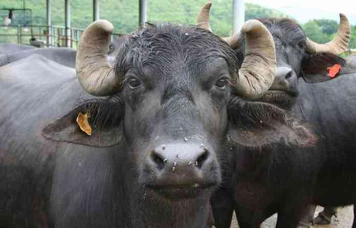 buffelo