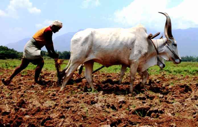 farmers