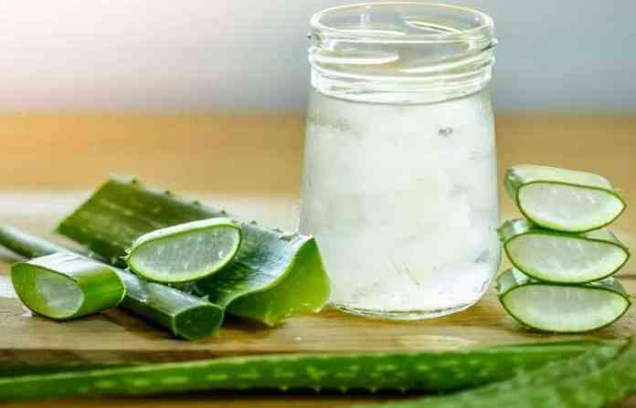 aloe-vera aloe vera