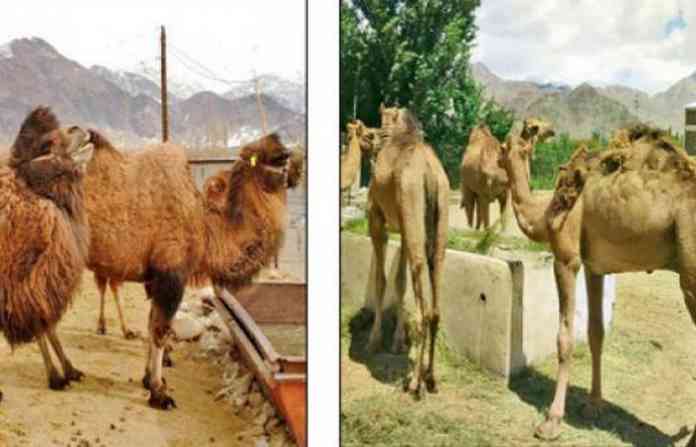 camels