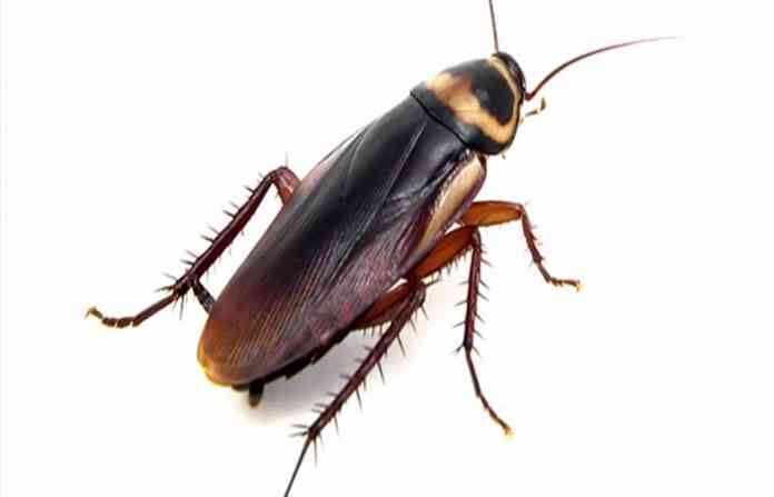 cockroach