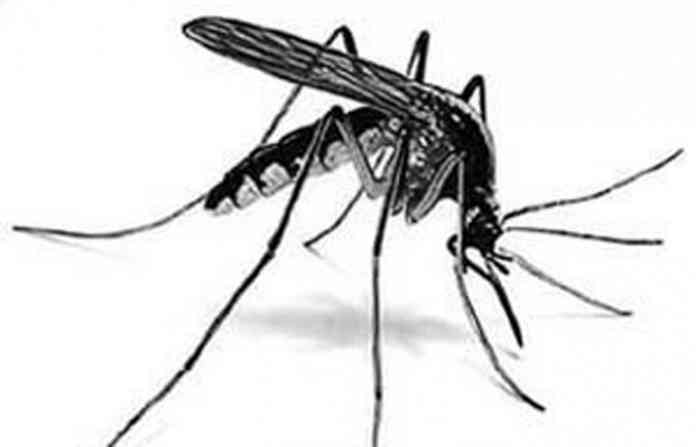 dengue