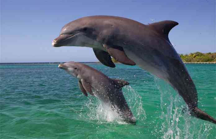 dolphin-in-mumbai