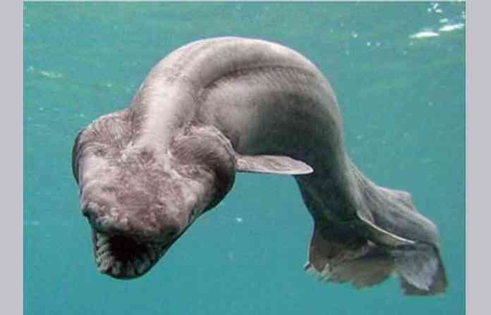 frild-shark
