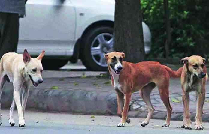 street-dogs