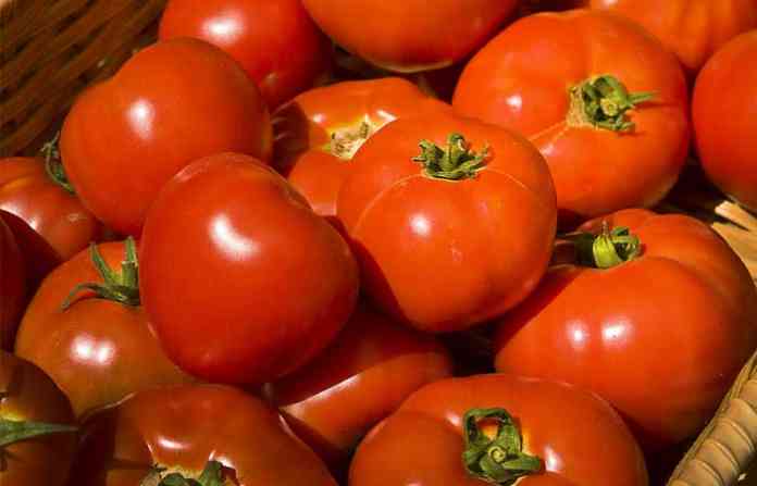 tomato1