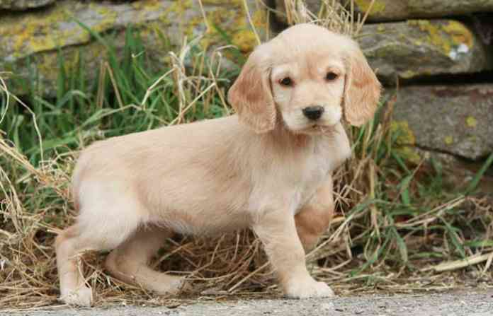 cocker-spaniel-dog