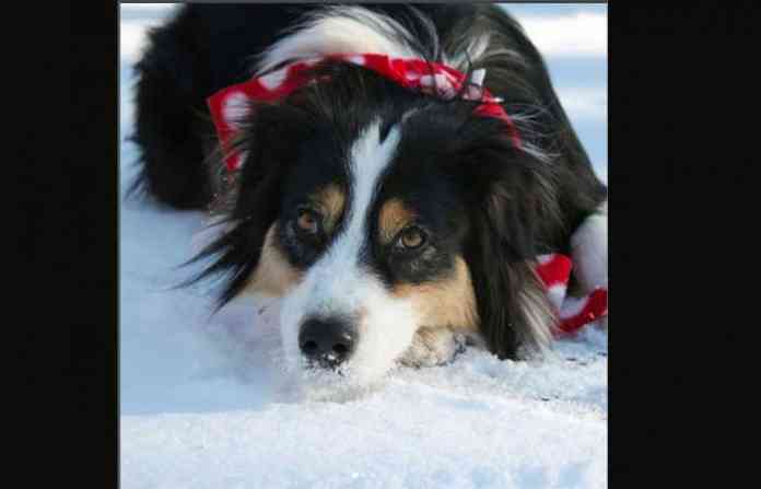 dog-ice