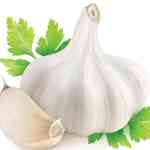 garlic
