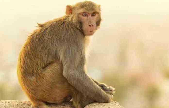 monkey