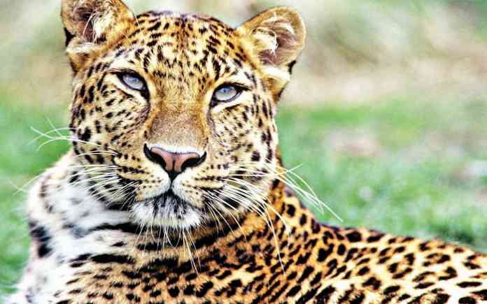 leopard leopard