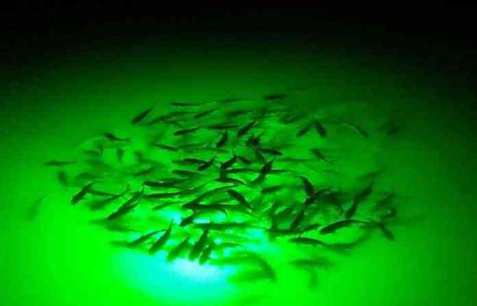 led_fishing