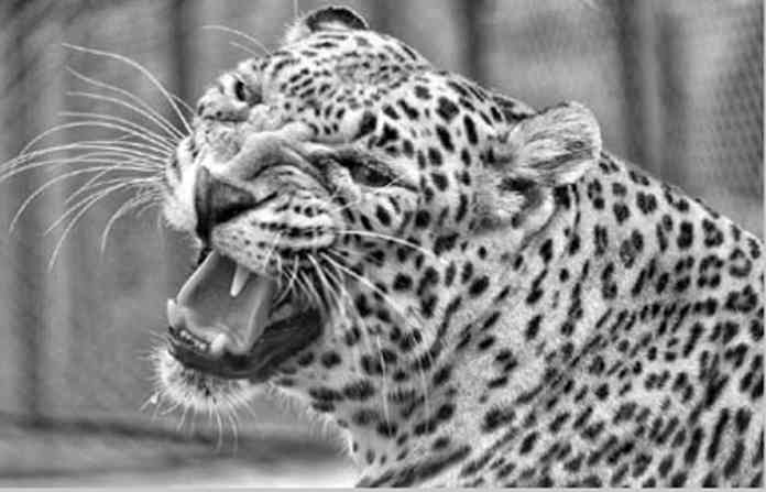 leopard-6