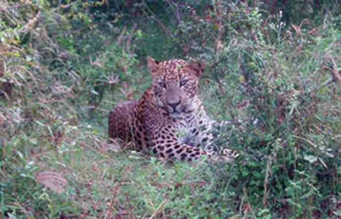 leopard