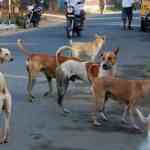 Satara News – वाई शहरात भटक्या कुत्र्यांची दहशत