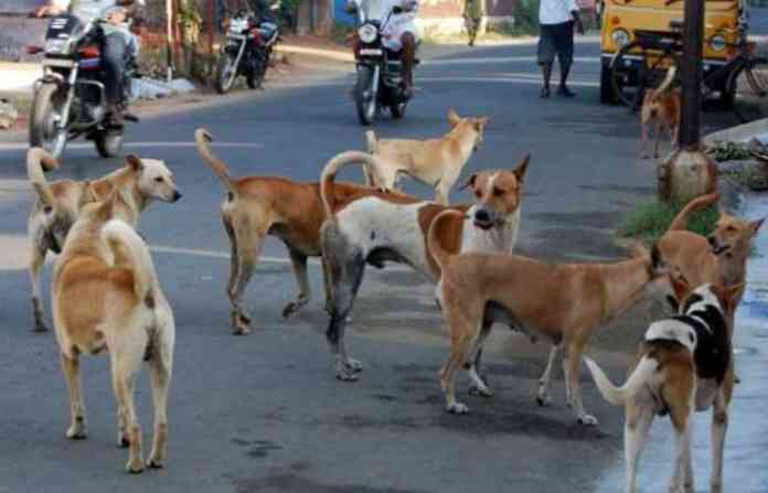 stary-dogs