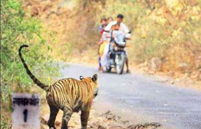 tiger