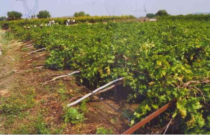jalna-photo-11