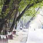 पूर्व द्रुतगती महामार्गावरील वृक्षतोडीला स्थगिती द्या! हरित लवादाकडे याचिका दाखल