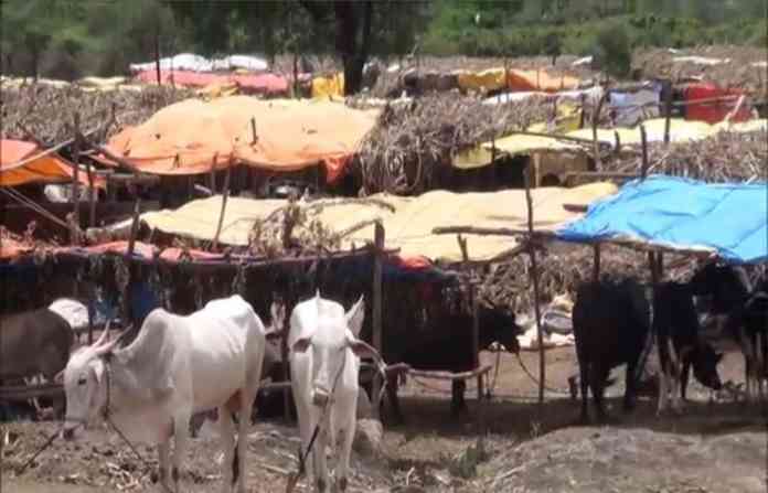 fodder-camp