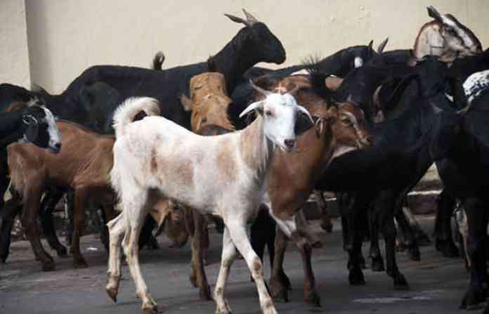 goat-school