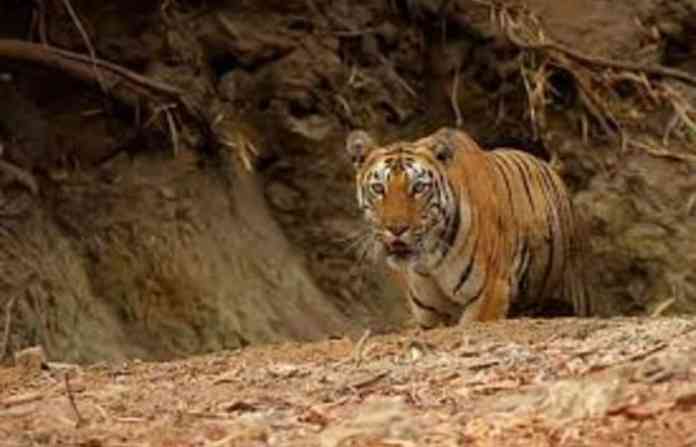 tiger2