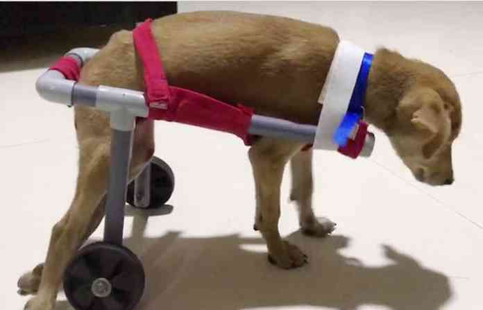 puppy-with-stand