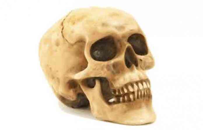 skeleton