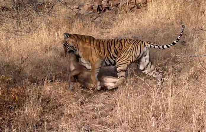 tiger-attack