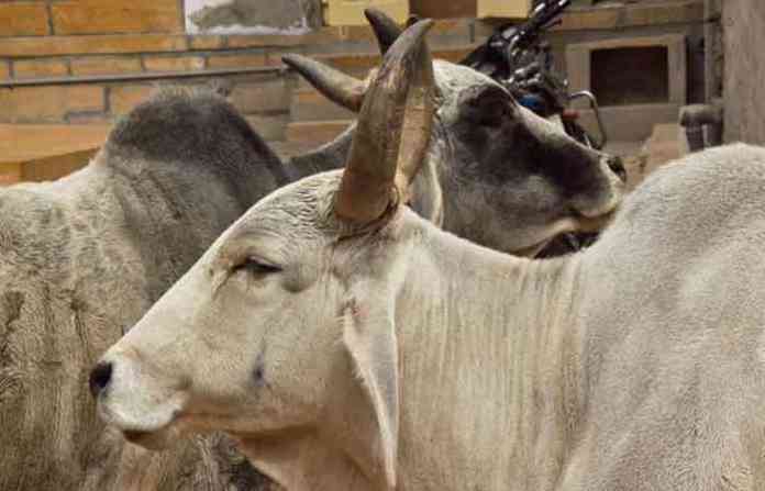 cows-in-ahmadabad