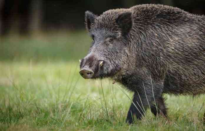desert-boar