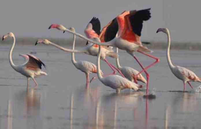 flamingo-4