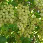 नैसर्गिक संकटे, उत्पादन खर्चात प्रचंड वाढ, मजुरांची टंचाई; 40 हजार एकरांवरील द्राक्षबागा जमीनदोस्त