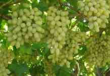 नैसर्गिक संकटे, उत्पादन खर्चात प्रचंड वाढ, मजुरांची टंचाई; 40 हजार एकरांवरील द्राक्षबागा जमीनदोस्त