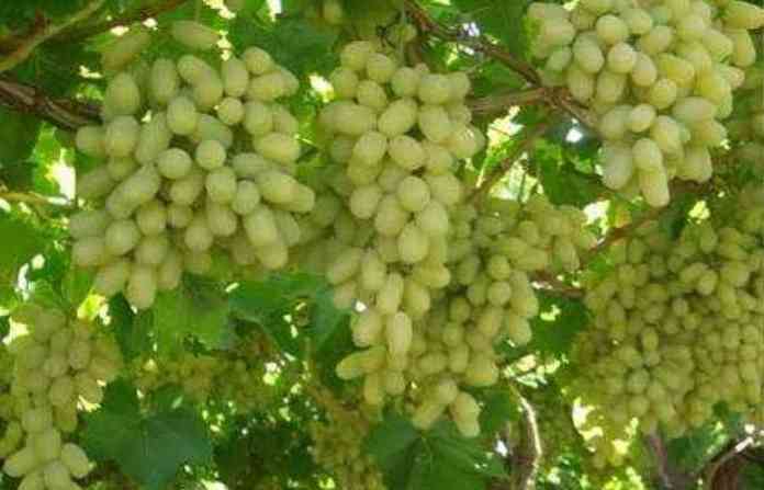 grapes